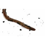 Kanadske žive gliste za ribolov glista