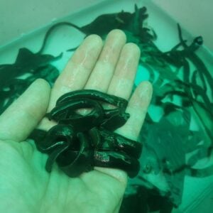 Durbaheri za ribolov soma i šarana 10kom